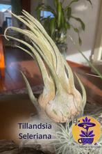 Tillandsia Seleriana, Huis en Inrichting, Kamerplanten, Ophalen of Verzenden, Halfschaduw, Minder dan 100 cm