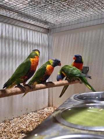 Diverse lori's van de blauwe bergen en groennek. beschikbaar voor biedingen