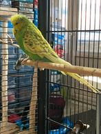 Koppel Engelse Parkieten, Dieren en Toebehoren, Vogels | Parkieten en Papegaaien, Meerdere dieren, Parkiet, Geringd