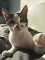 Goed huisje gezocht, Dieren en Toebehoren, Katten en Kittens | Overige Katten, Poes, Kortharig, 6 jaar of ouder