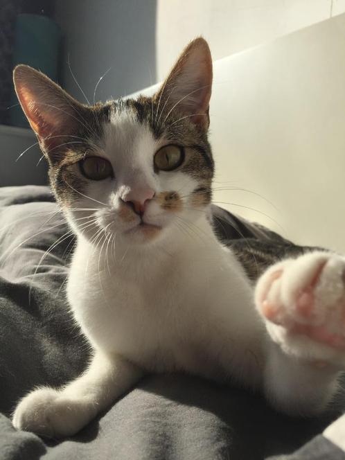 Goed huisje gezocht, Dieren en Toebehoren, Katten en Kittens | Overige Katten, Kortharig, Poes, 6 jaar of ouder