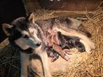 Prachtig nestje Siberische husky pups., Dieren en Toebehoren, Honden | Poolhonden, Keeshonden en Oertypen, Rabiës (hondsdolheid)