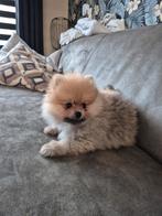 Laatste pup! Teefje 8 weken, Dieren en Toebehoren, Honden | Poolhonden, Keeshonden en Oertypen, Overige rassen, 8 tot 15 weken