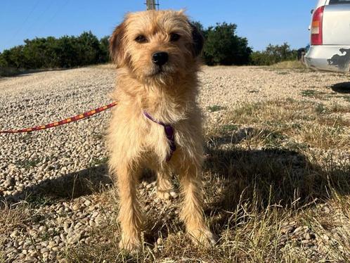 Lieve Dillan wacht in Nederland op zijn lieve baasjes, Dieren en Toebehoren, Honden | Niet-rashonden, Middel, Reu, Particulier