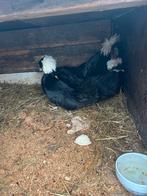 Witkuif hoenders, Dieren en Toebehoren, Pluimvee, Vrouwelijk, Kip