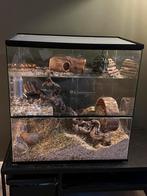 Terrarium, gerbilhok, hamsterhok, Ophalen, Gebruikt, 60 tot 90 cm, Minder dan 75 cm