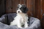 Nog 1 maltipoo teefje beschikbaar, Dieren en Toebehoren, Honden | Chihuahua's en Gezelschapshonden, Overige rassen, CDV (hondenziekte)