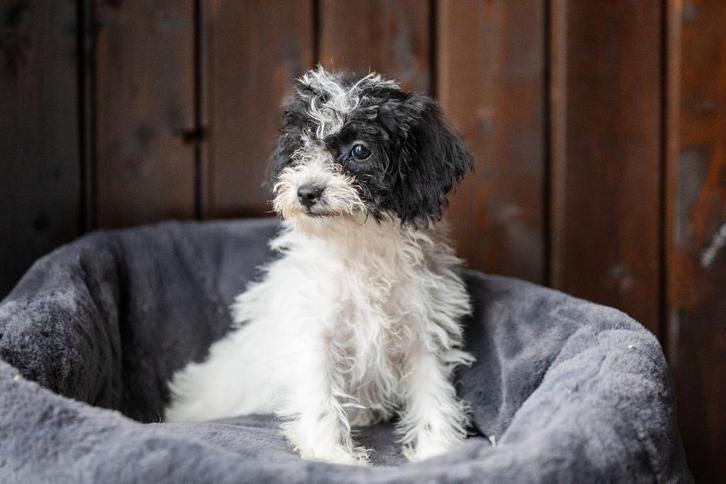 Nog 1 maltipoo teefje beschikbaar, Dieren en Toebehoren, Honden | Chihuahua's en Gezelschapshonden, Teef, Overige rassen, Particulier