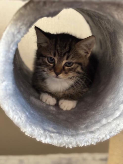 Kitten, Dieren en Toebehoren, Katten en Kittens | Raskatten | Korthaar, Poes, 0 tot 2 jaar, Ontwormd