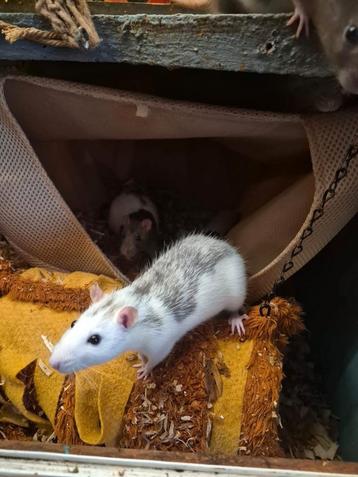 Goed te huis gezocht voor 5 dames ratjes  beschikbaar voor biedingen