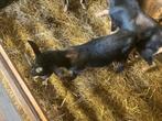 Maanvlek bokje, Dieren en Toebehoren, Schapen, Geiten en Varkens
