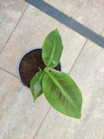 Jonge musa (bananenplant), Ophalen, Overige soorten, Minder dan 100 cm
