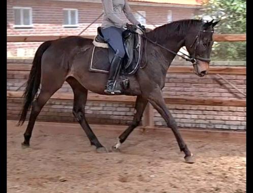 Brave 6jr allrounder 1,61 mtr(recreatie-manege-sport), Dieren en Toebehoren, Paarden, Merrie, B, 160 tot 165 cm, 3 tot 6 jaar