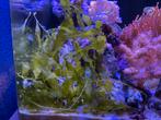 Caulerpa prolifera zeewier voor zeeaquarium, Dieren en Toebehoren, Vissen | Aquaria en Toebehoren, Nieuw, Gevuld zeewateraquarium