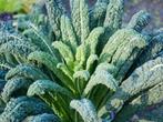 Uit de biologische moestuin: Palmkool, zaden., Tuin en Terras, Ophalen of Verzenden, Voorjaar, Volle zon, Zaad