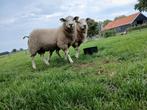Stamboek swifter rammen, Dieren en Toebehoren, Schapen, Geiten en Varkens, Mannelijk, Schaap