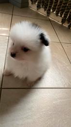 Pomeriaan, Dieren en Toebehoren, Honden | Poolhonden, Keeshonden en Oertypen, Keeshond, Reu, Meerdere, Nederland