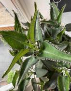 Mother of thousands, Huis en Inrichting, Kamerplanten, Vetplant, Minder dan 100 cm, Groene kamerplant, Halfschaduw