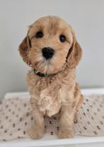 Australian Labradoodle klein medium reutje met Wala stamboom, CDV (hondenziekte), 8 tot 15 weken, Eén hond, Nederland