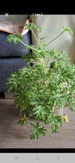 Citroengeranium, Huis en Inrichting, Kamerplanten, Ophalen of Verzenden, Halfschaduw, Minder dan 100 cm