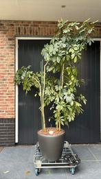 Mooie plant in verrijdbare grijze pot met aqua system, Ophalen of Verzenden