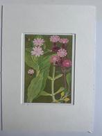 1910 Alpenplantjes Anemonen Sylvestris, Antiek en Kunst, Ophalen of Verzenden