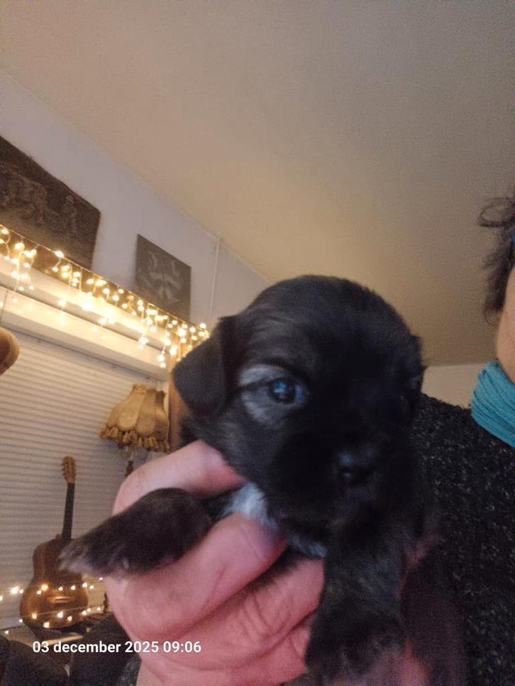 kruising boomer/shi tshu pups tekoop, Dieren en Toebehoren, Honden | Chihuahua's en Gezelschapshonden, Meerdere dieren, Overige rassen