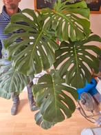 monstera delisiosa, Ophalen, Volle zon, 150 tot 200 cm