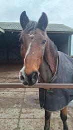 Gezocht 24/7 buiten volpension plek max 20 km rond Ede, Weidegang, 1 paard of pony