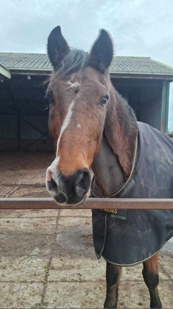 Gezocht 24/7 buiten volpension plek max 20 km rond Ede, Dieren en Toebehoren, Stalling en Weidegang, Weidegang, 1 paard of pony