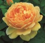 Rosa Golden Celebration Engelse roos Geurende, Elegante roos, Ophalen of Verzenden, Overige soorten, Struik, Minder dan 100 cm