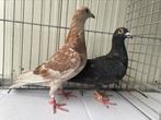 Jonge Kleurpostduiven, Dieren en Toebehoren, Geslacht onbekend, Postduif
