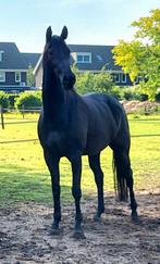 6 jarige zwarte merrie Jerveaux x San Remo, Merrie, Gechipt, Dressuurpaard, Zadelmak
