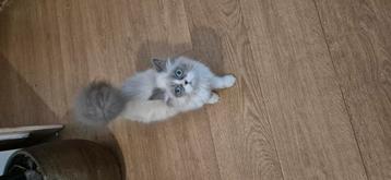 Langhaar kitten  beschikbaar voor biedingen