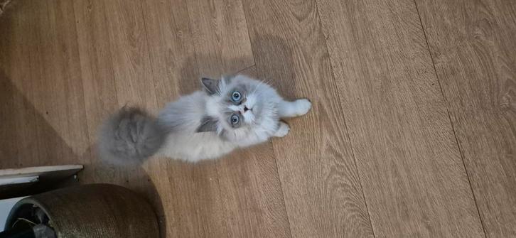 Langhaar kitten, Dieren en Toebehoren, Katten en Kittens | Raskatten | Langhaar, Poes
