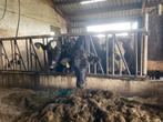 4 drachtige vaarzen, Dieren en Toebehoren, Runderen, Vrouwelijk