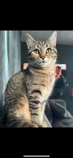 Kittens geboren!, Dieren en Toebehoren, Katten en Kittens | Raskatten | Korthaar