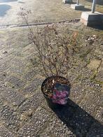 Spiraea struik - Prachtige bloeier voor uw tuin!, Volle zon, Vaste plant, Zomer, Ophalen