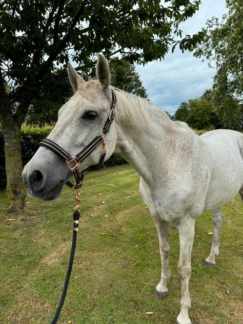 Lease paard/ weide maatje, Dieren en Toebehoren, Paarden en Pony's | Overige Paardenspullen, Ophalen of Verzenden