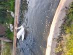 Te  koop gevraagd witte zwanen   06 57246852, Dieren en Toebehoren, Eend
