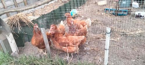 Leg hennen jonge legkippen, Dieren en Toebehoren, Pluimvee, Kip, Vrouwelijk