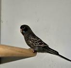 Blackface split blackwing vrouw, Vrouwelijk, Parkiet, Geringd