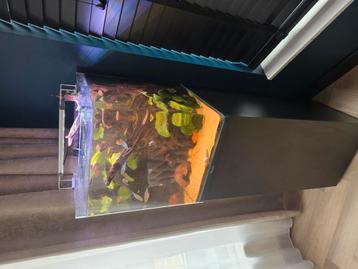 Aquatlantis curve 65l incl inrichting en vissen beschikbaar voor biedingen