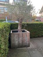 Olijfboom groot, Bloeit niet, 100 tot 250 cm, Olijfboom, Ophalen