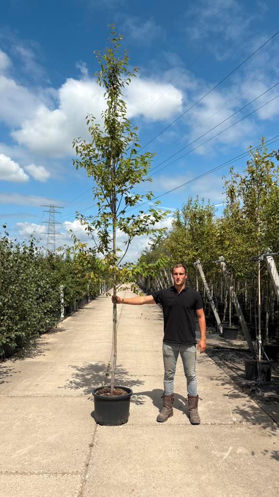 Amelanchier lamarckii krentenbomen op stam in maten, Tuin en Terras, Planten | Bomen, Overige soorten, Volle zon, Ophalen of Verzenden