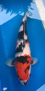 Mooie showa, kweker Isa, 52 cm, 2,5 jaar oud, Dieren en Toebehoren, Vissen | Vijvervissen, Karper of Koi