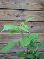 Framboos planten, Tuin en Terras, Ophalen of Verzenden, Zomer, Volle zon