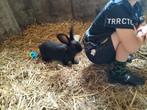 Lotharingen ram groot, Dieren en Toebehoren, Konijnen, Mannelijk, Groot, 0 tot 2 jaar