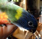 Baby Lori, Dieren en Toebehoren, Vogels | Parkieten en Papegaaien, Mannelijk, Papegaai
