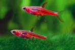 Nieuw binnen!!! Boraras brigittae!!!, Dieren en Toebehoren, Vissen | Aquariumvissen, Vis, Zoetwatervis